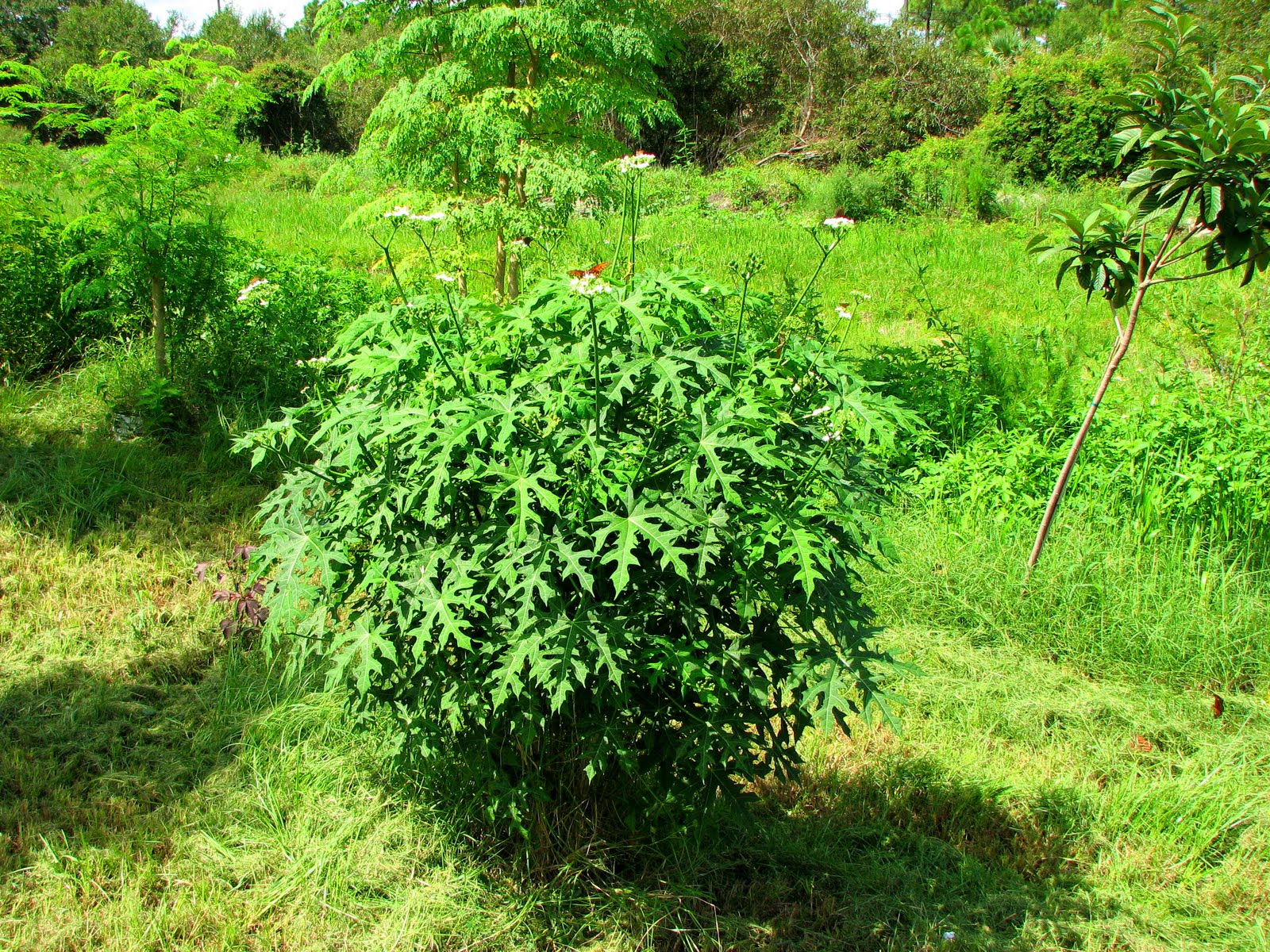 chaya plant