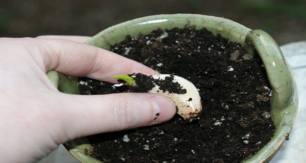 planting-garlic